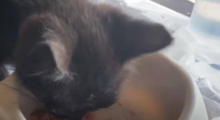 gattino ripreso mentre mangia (Foto video)