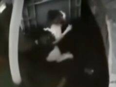 il gattino in pericolo (Foto video)