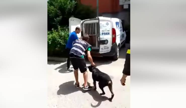il cane messo in salvo (Foto video)