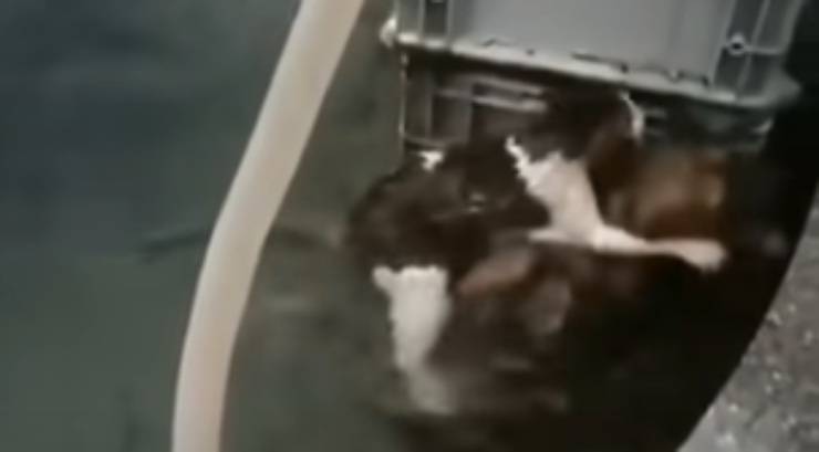el rescate del felino (Foto video)