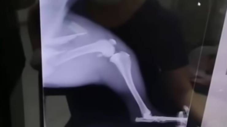 radiografia di Veneka (Foto video) 