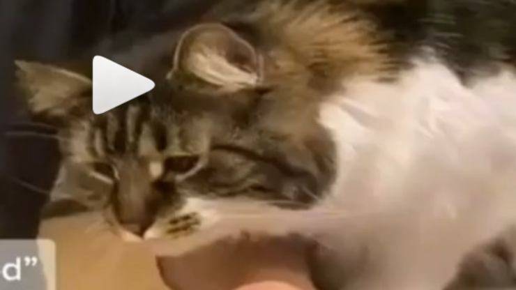 Gattino goloso (Foto video)