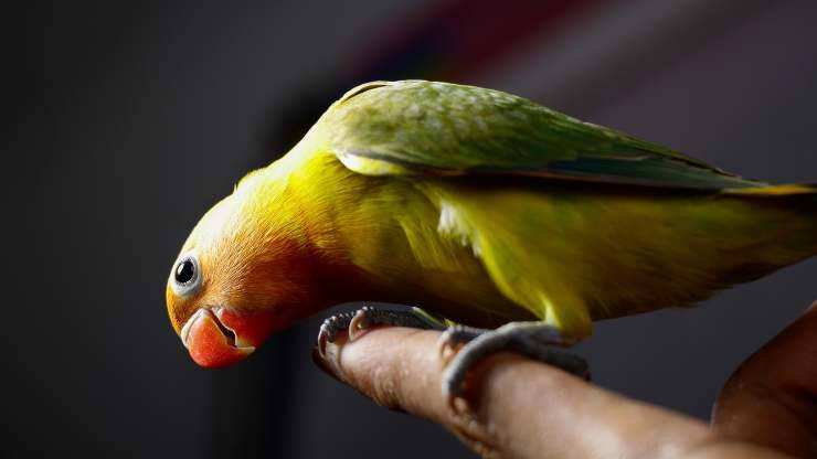 Come insegnare al pappagallino a salire sulla mano