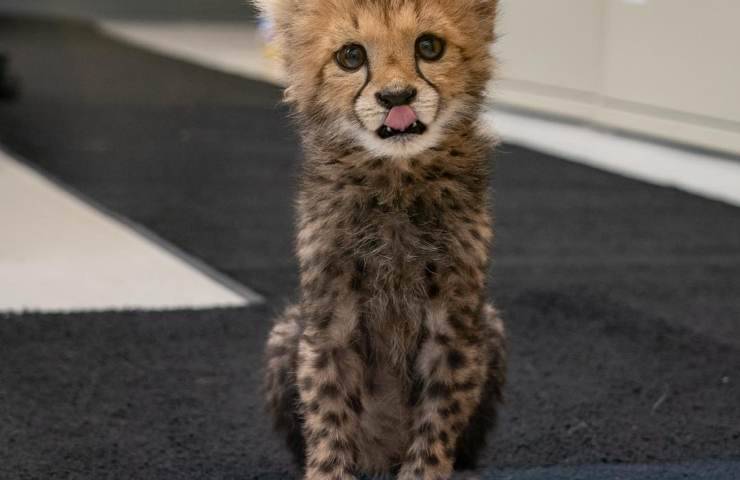 Nuovo cucciolo di ghepardo zoo