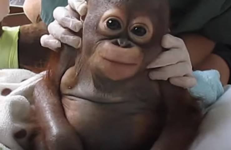 cucciolo orango protagonista cambiamento speciale video