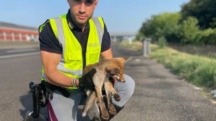 cucciolo di volpe salvato da autostrada