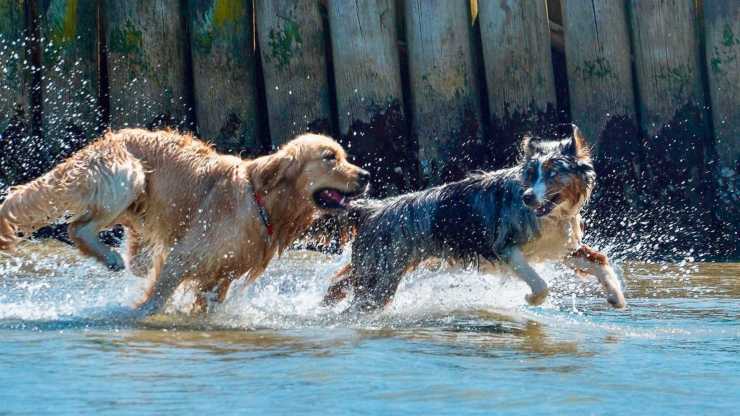 sport con i cani