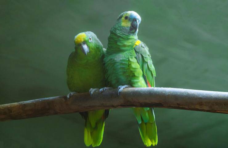 pulcini pappagallo corona gialla salvati contrabbandieri