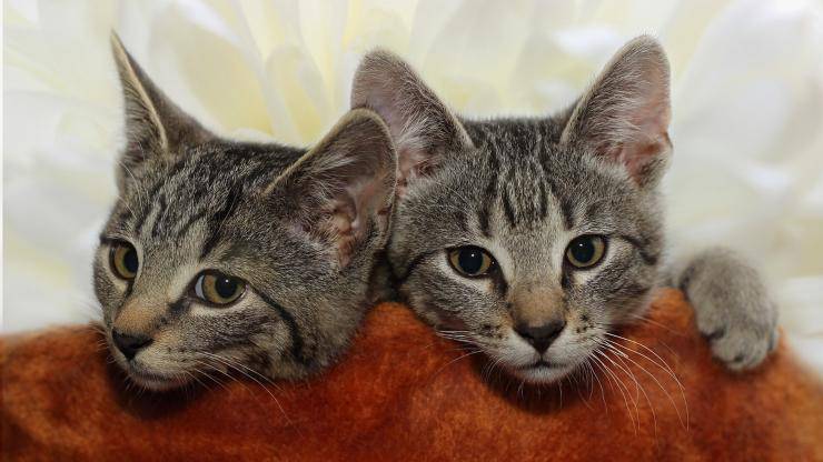 gatti anziani trovano casa 