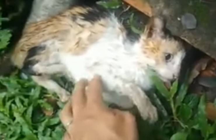 Kity gattina salvata preda convulsioni video