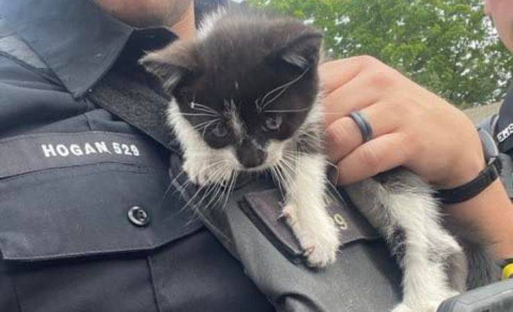 gattino salvato da polizia