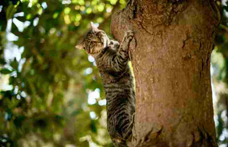 Gatto bloccato 17 ore albero