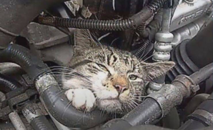 gatto nel motore