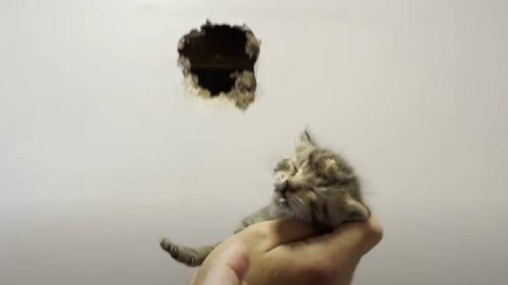 gattino intrappolato nel muro