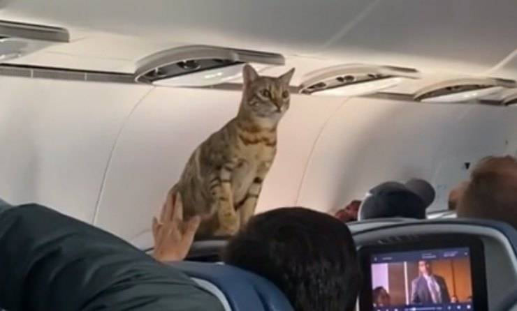 gatto in aereo