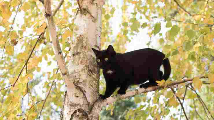 Murray gatto intrappolato albero