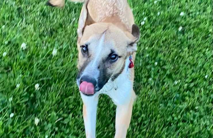 bambini scuola elementare salvano cane malato