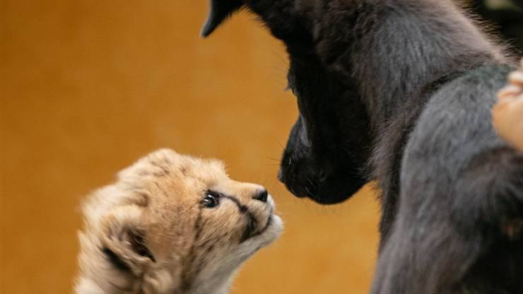 cucciolo di ghepardo e cucciolo di cane crescono insieme 
