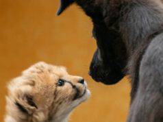 cucciolo di ghepardo e cucciolo di cane crescono insieme