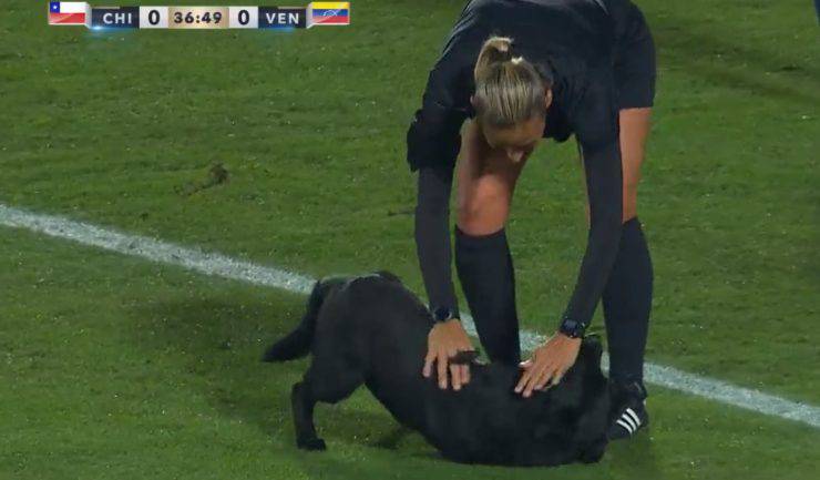 Invasione di campo durante un incontro di calcio femminile: è un cane in cerca di coccole (VIDEO)