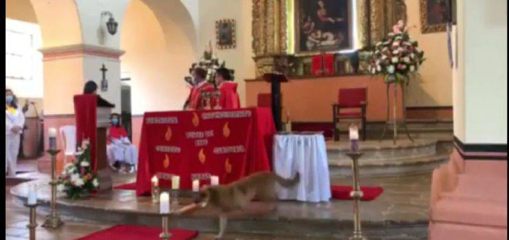 Cane affamato entro in chiesa e ruba del pane: il video diventa virale