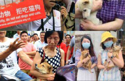 cani salvati da festival della carne