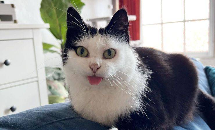 gatto con occhi grandi e lingua fuori