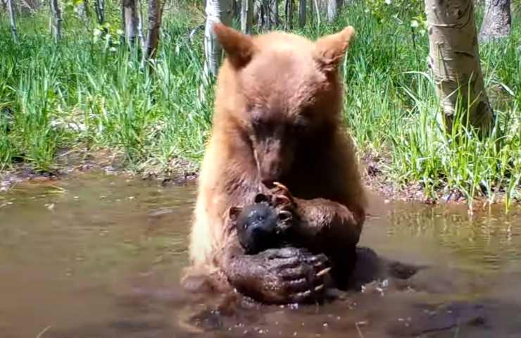 cucciolo orso immortalato bagno peluche video