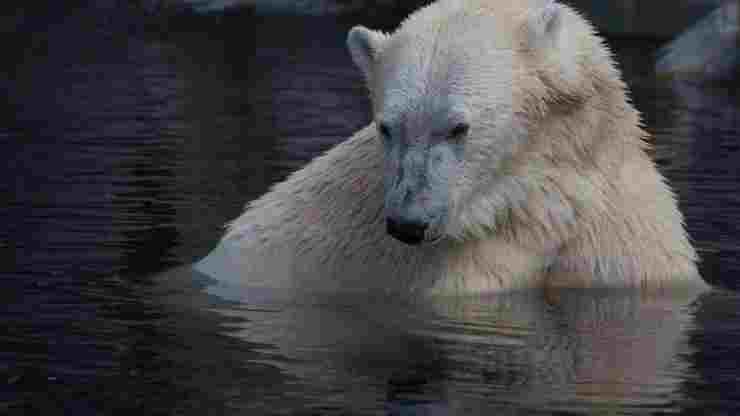 nuova speranza orsi polari