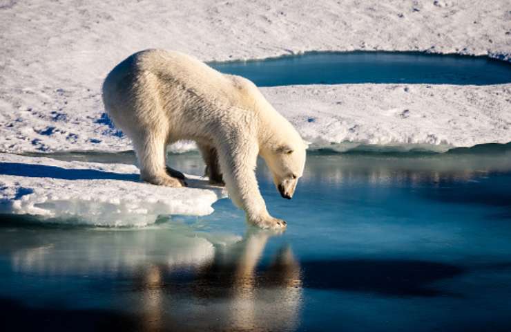 nuova specie orsi polari