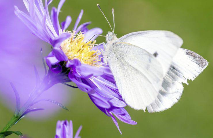 biodiversità commissione ue 