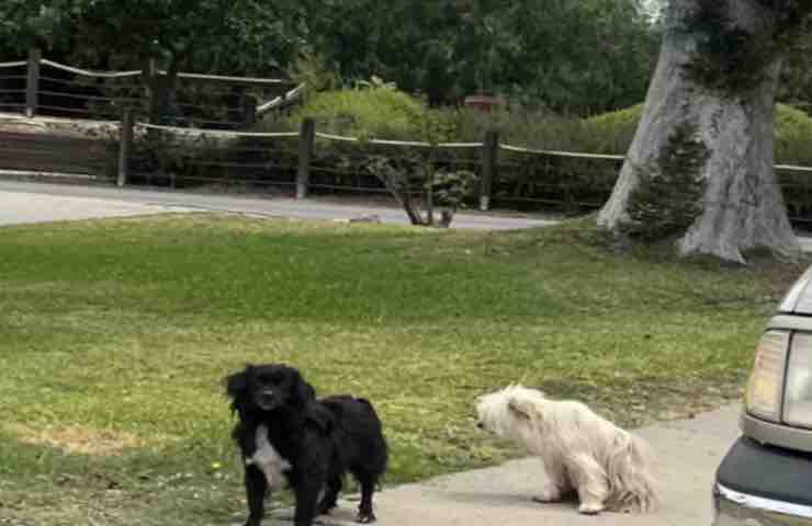 pasta pepsi cani inseparabili