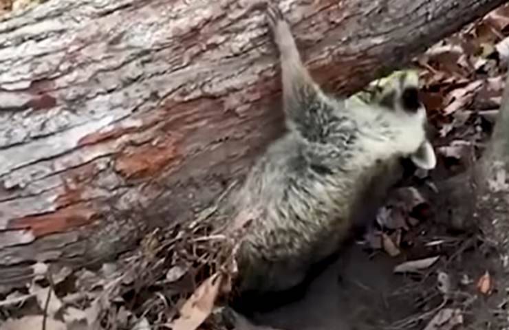 animale pericolo sotto albero caduto salvato