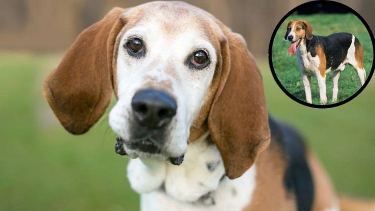 Razze compatibili col Foxhound inglese