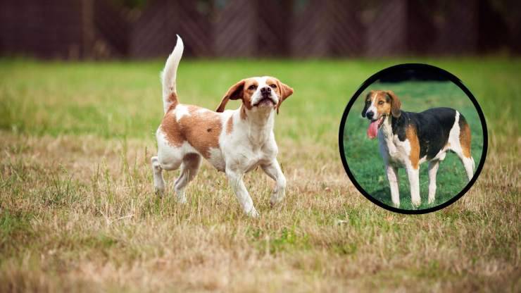 Cura del pelo del Foxhound inglese