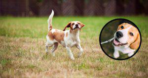 Malattie più comuni del Foxhound inglese