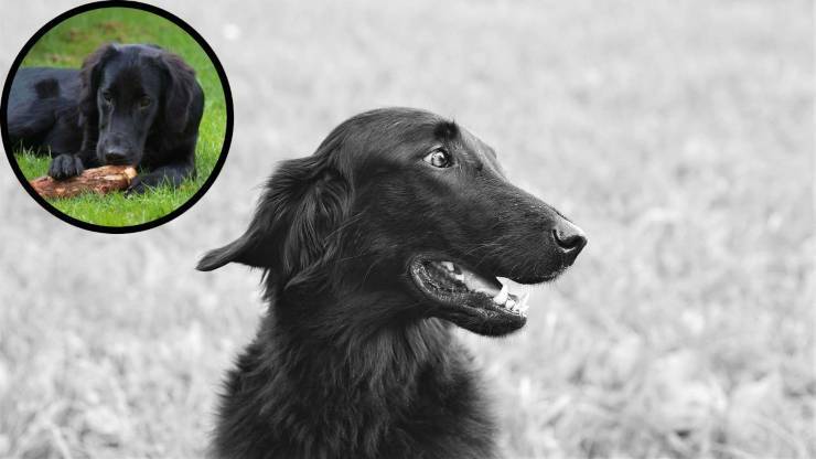 Razze compatibili col Flat Coated Retriever