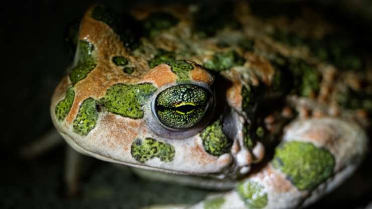 salvati piccoli rospi smeraldini