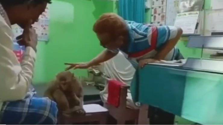 scimmia porta il cucciolo dal medico