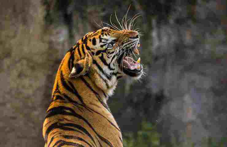 Tigre morde volontario zoo