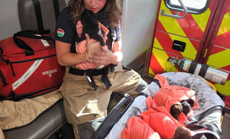 pompieri salvano cuccioli