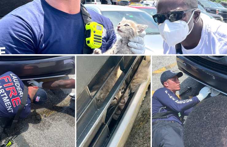 Vigili salvano gattino dal motore di una macchina