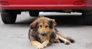 Scontro tra cane e veicolo: presunta la corresponsabilità tra proprietario dell'animale e conducente