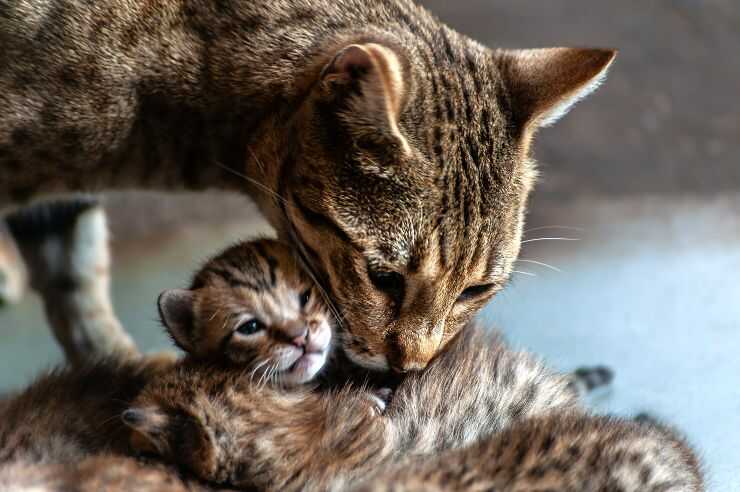 Quando i gattini possono essere separati dalla madre: