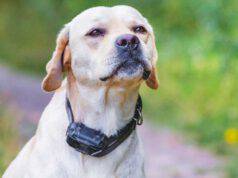 Collare elettrico per il cane: di quale reato risponde il proprietario?