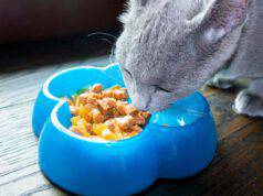 alimentazione gatto in vacanza