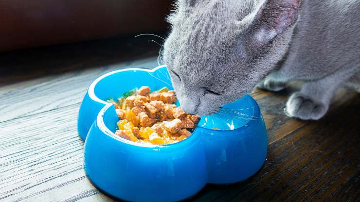 alimentazione gatto in vacanza