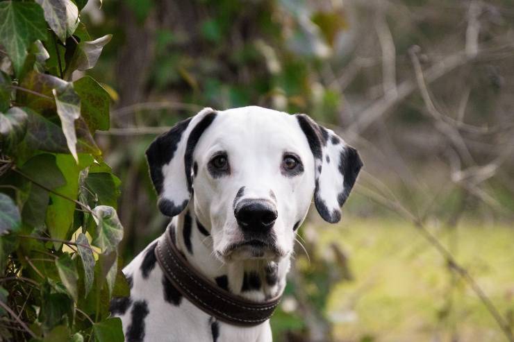 Cagnolini che si intimidiscono