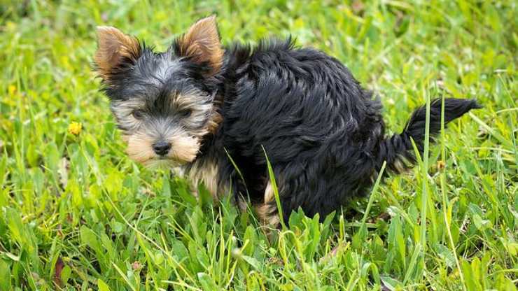 bisogni dei cani inquinano l'ambiente