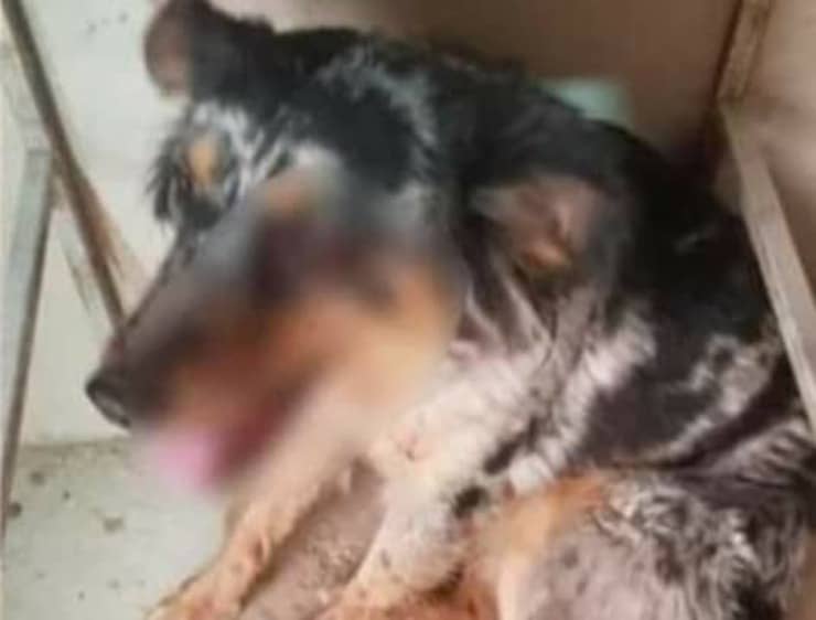 Aggredisce e ferisce un povero cane con un pezzo di legno appuntito (Foto Facebook)